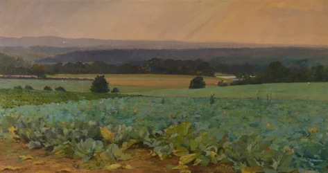 Turnip Field